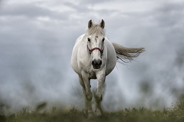 Expressions idiomatiques et expressions relatives aux chevaux en anglais