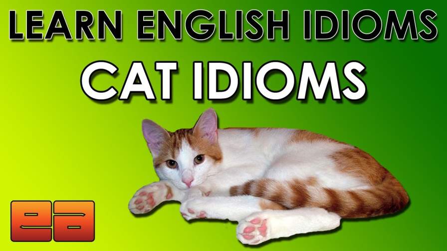 What English brought us about funny expressions with the cat 