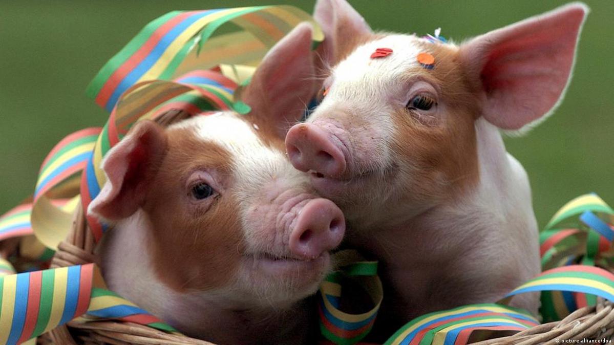 Animal expressions : Pig Idioms in English