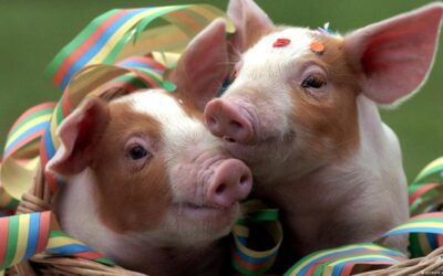Animal expressions with Adam: Pig Idioms in English